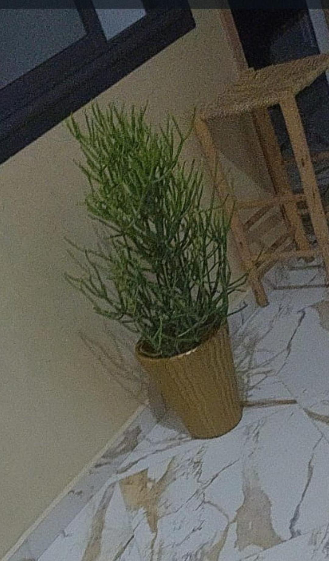 Mogador Appartements T6 エッサウィラ エクステリア 写真